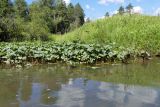 Petasites radiatus. Заросли в воде у берега. Челябинская обл., Катав-Ивановский р-н, окр. с. Александровка, р. Юрюзань. 04.08.2022.