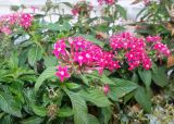 Pentas lanceolata. Верхушка веточки с соцветием. Крым, Южный Берег, Никитский ботанический сад, в культуре. 29.10.2021.