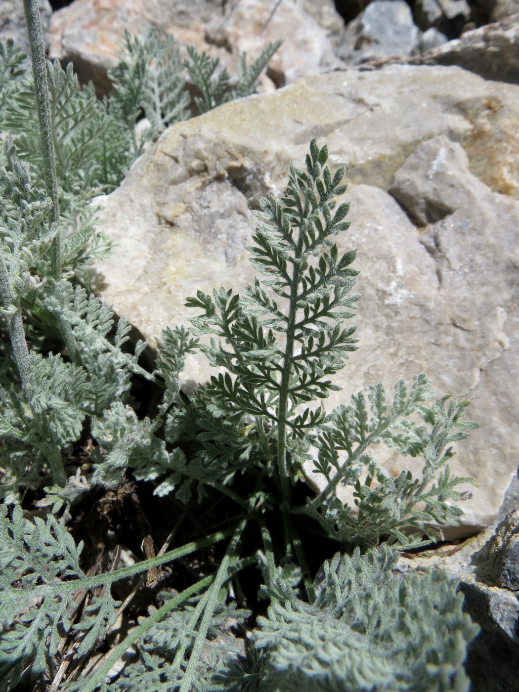 Image of Richteria pyrethroides specimen.