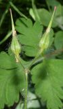 Geranium robertianum