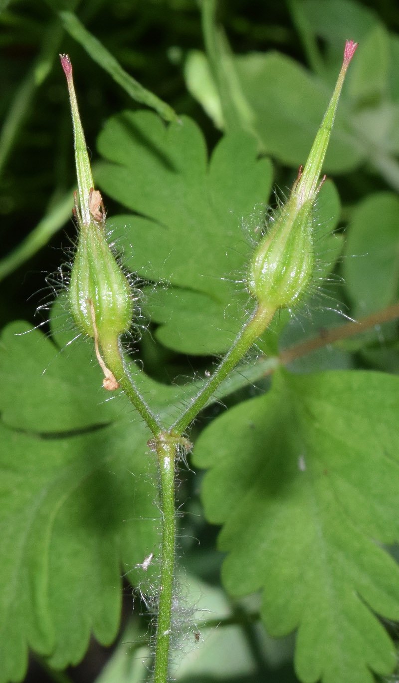 Изображение особи Geranium robertianum.