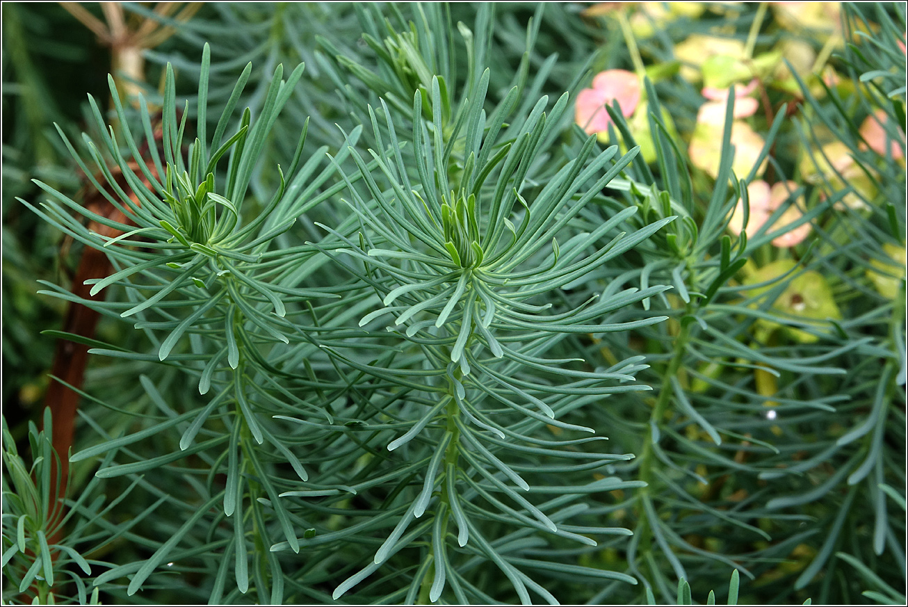 Изображение особи Euphorbia cyparissias.