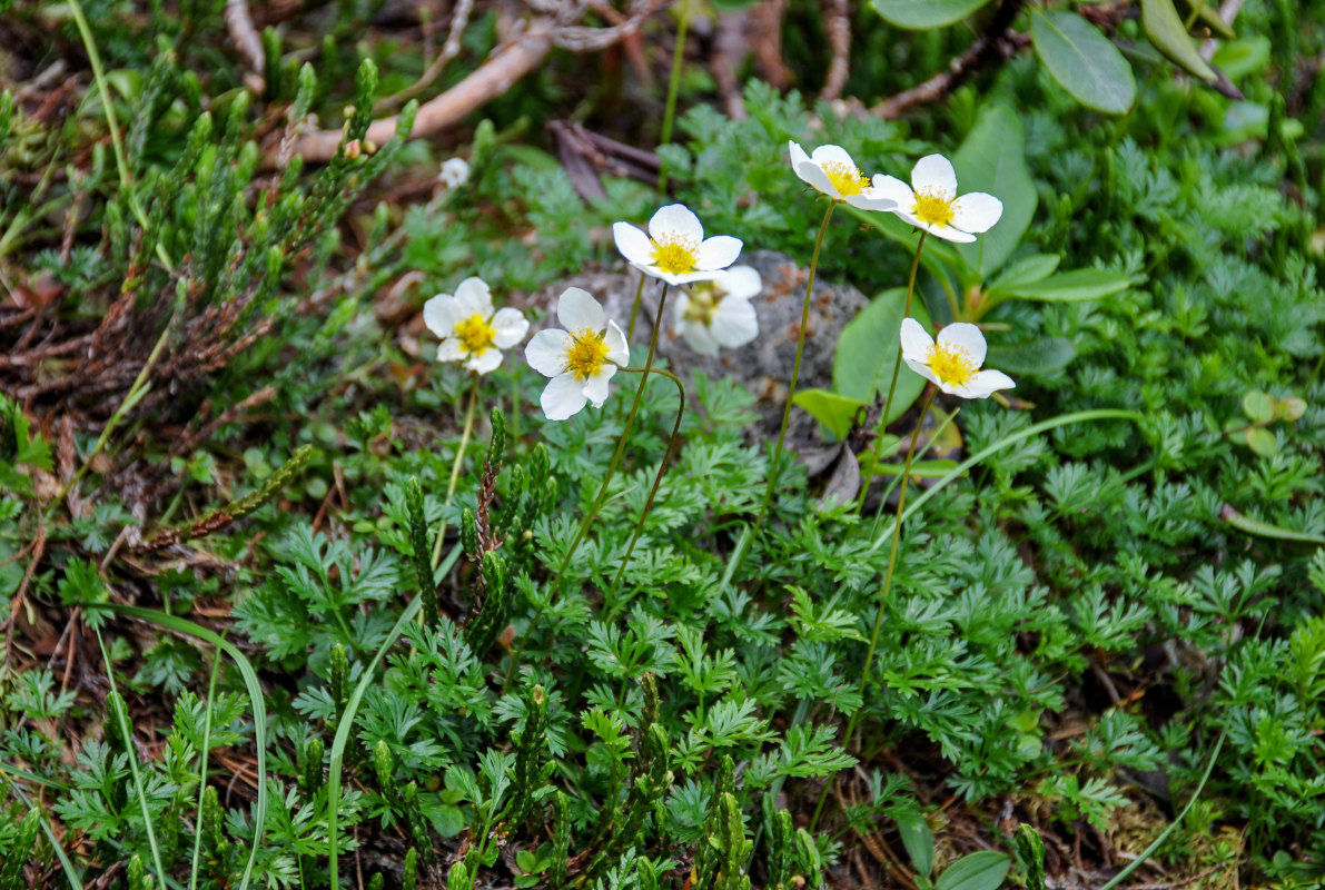 Image of Sieversia pusilla specimen.