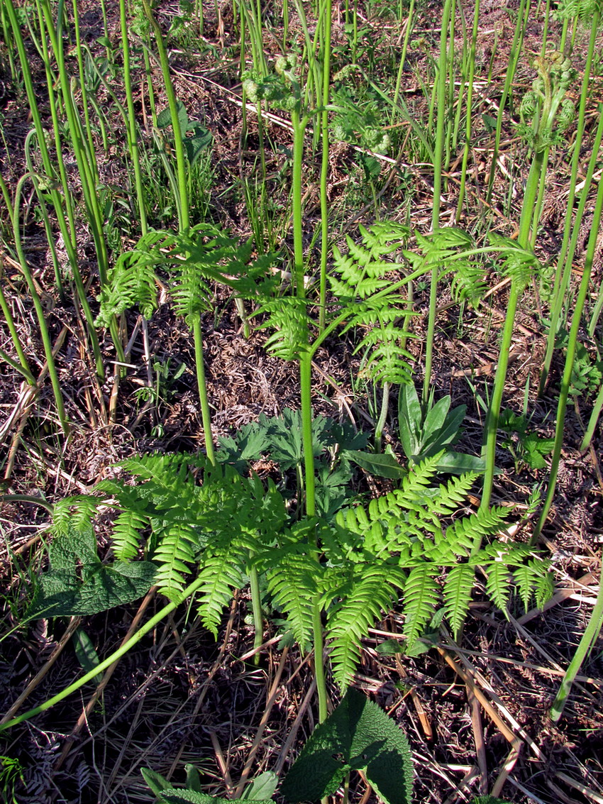 Image of Pteridium pinetorum ssp. sibiricum specimen.