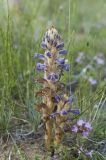 Orobanche coerulescens