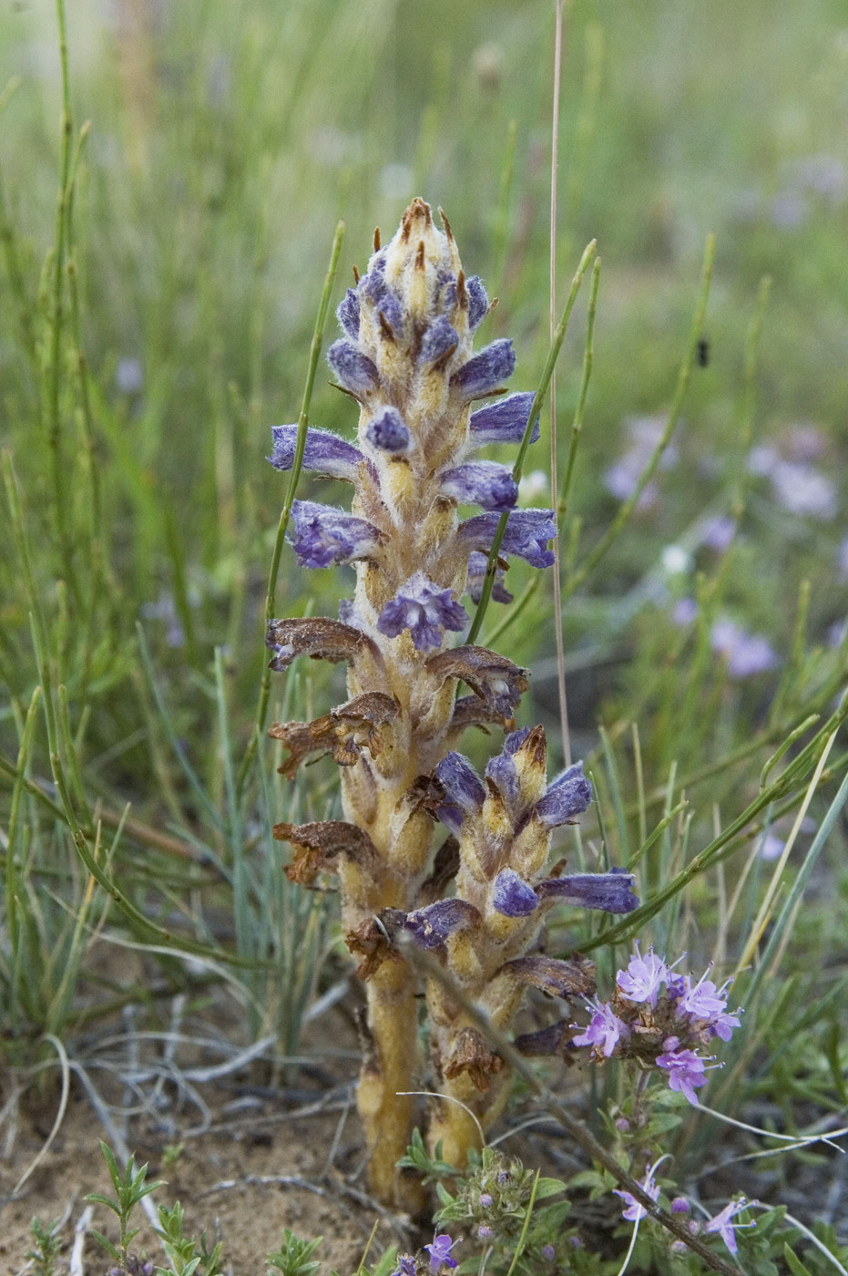 Image of Orobanche coerulescens specimen.