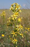 Senecio paucifolius. Соцветие. Ульяновская обл., Мелекесский р-н, окр. дер. Куликовка, пойменный луг с участками засоления. 07.08.2022.