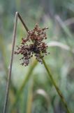 Juncus effusus. Часть отмирающего плодоносящего побега. Москва, Северо-Западный административный округ, р-н Строгино, Щукинский полуостров, топкий берег, сырой луг. 16.09.2022.