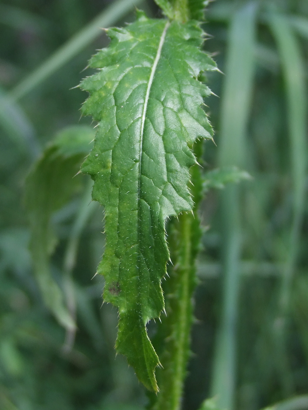 Изображение особи Carduus crispus.
