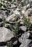 Cerastium lithospermifolium. Цветущее растение на каменистом субстрате. Южный Казахстан, Таласский Алатау, ущелье Коксай, высота 2700 м н.у.м.