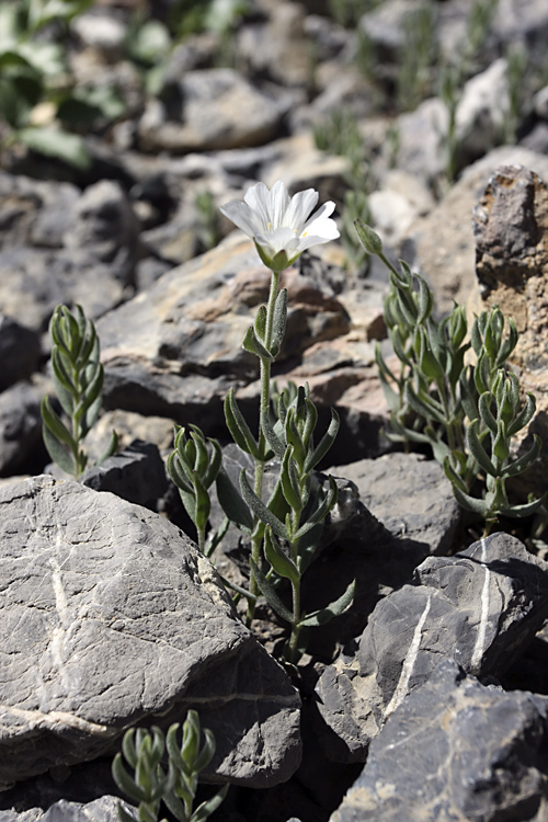 Image of Cerastium lithospermifolium specimen.