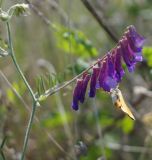 Vicia villosa