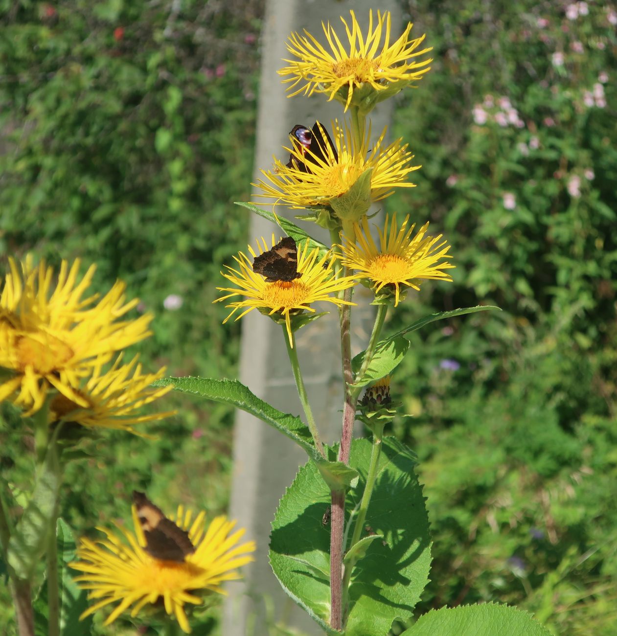 Image of Inula helenium specimen.