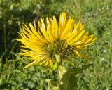 Inula grandiflora