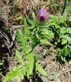 Cirsium euxinum