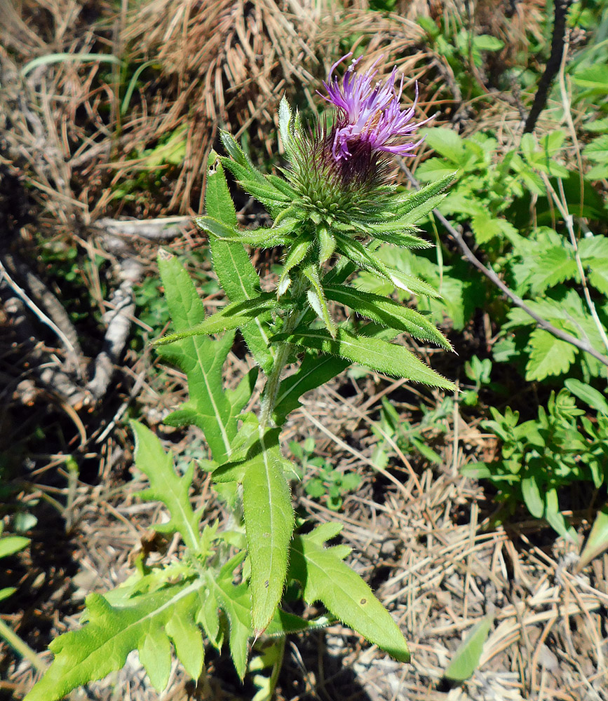 Image of Cirsium euxinum specimen.