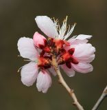 Armeniaca sibirica