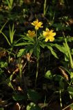 Anemone ranunculoides