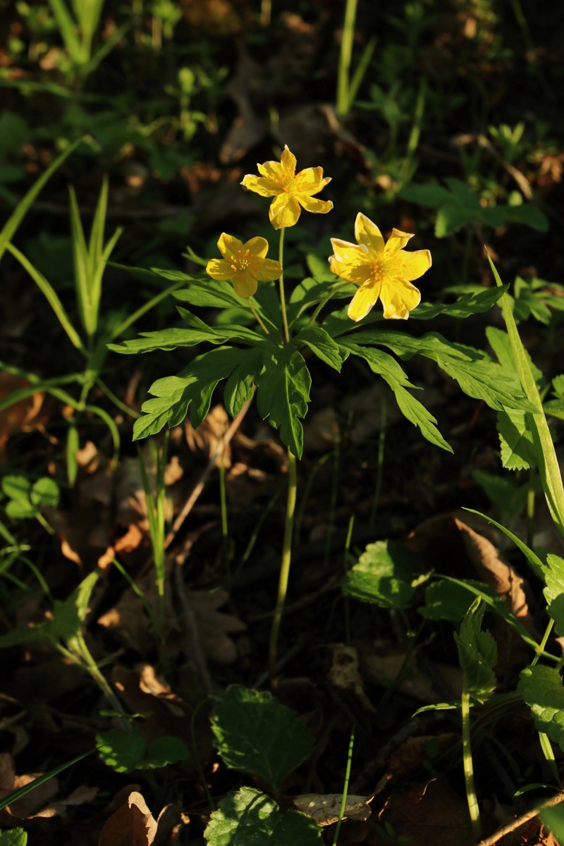 Image of Anemone ranunculoides specimen.