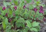 Dicentra formosa. Цветущее растение. Московская обл., г. Железнодорожный, в культуре. 10.05.2007.