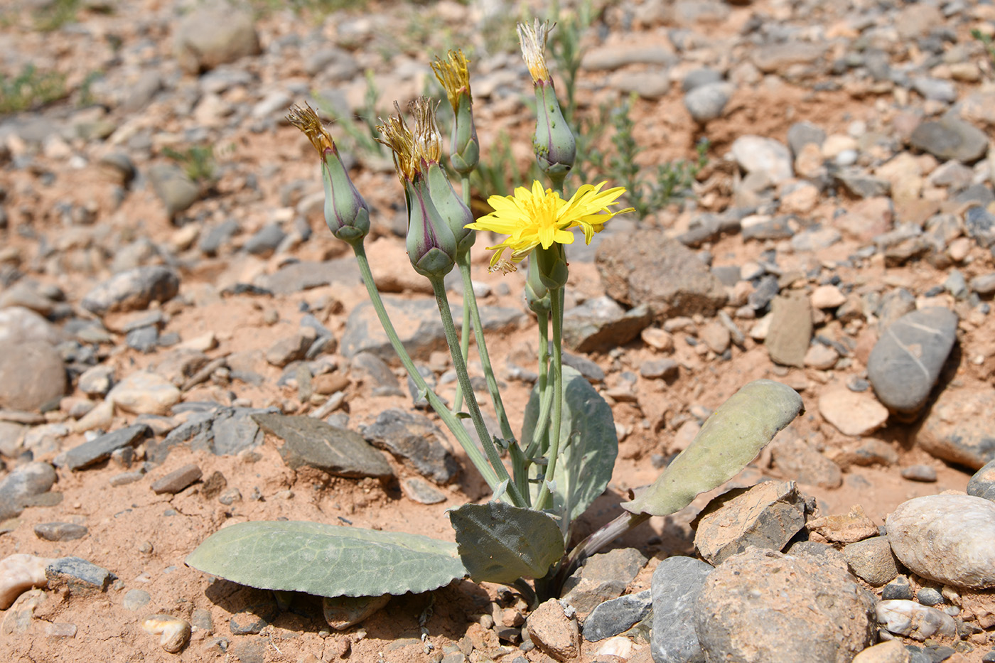 Image of Scorzonera ovata specimen.