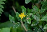 Hypericum xylosteifolium. Верхушка побега с цветком. Грузия, Аджария, национальный парк \"Мтирала\", поросший мхами и папоротниками каменистый склон. 17.06.2023.