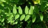 Vicia sylvatica