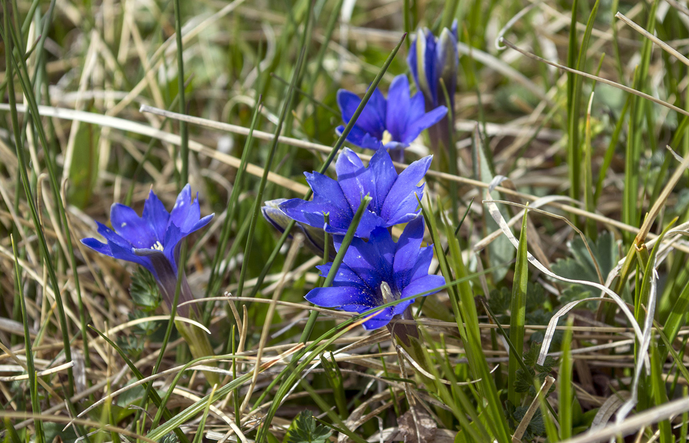 Image of Gentiana dshimilensis specimen.