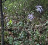 Dianthus superbus