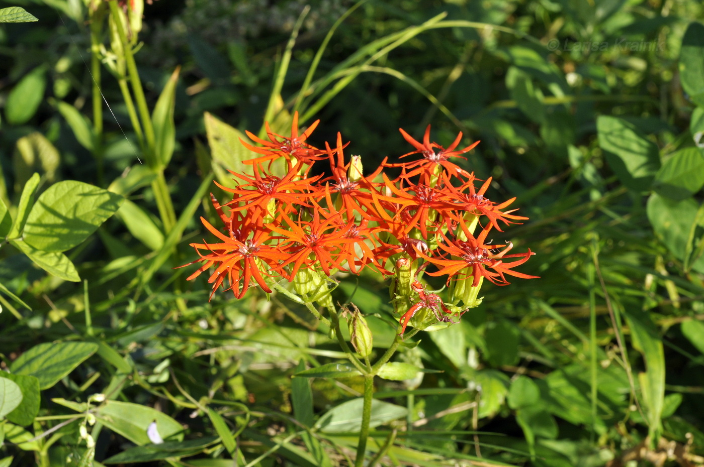 Image of Lychnis wilfordii specimen.