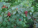 genus Ribes