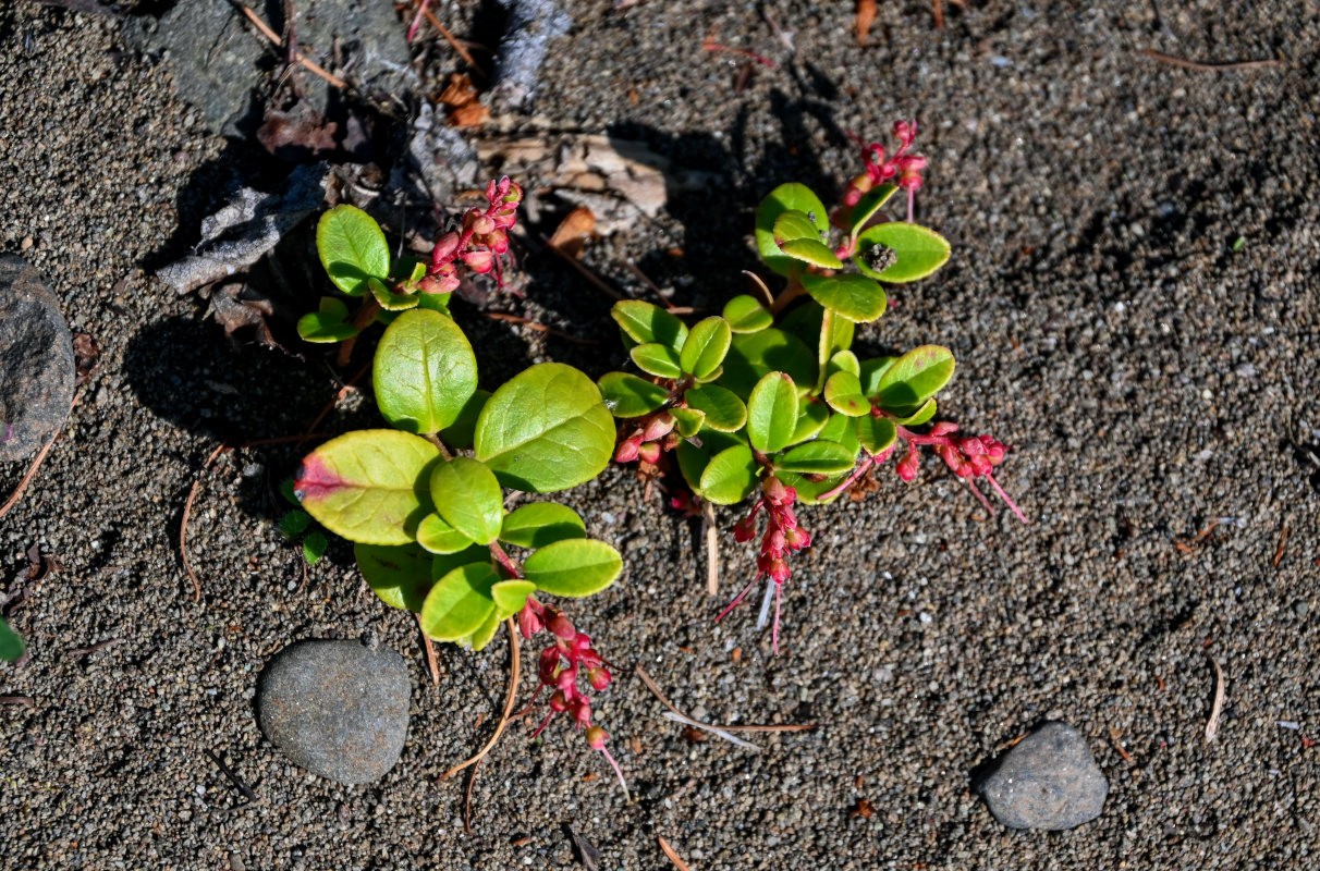 Image of Vaccinium vitis-idaea specimen.