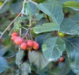 Crataegus variety rotundifolia