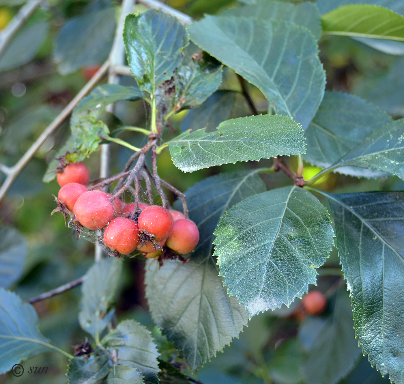 Image of Crataegus chrysocarpa var. rotundifolia specimen.