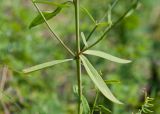 Linaria acutiloba. Часть стебля с основаниями боковых побегов. Республика Саха (Якутия), Хангаласский улус, левый берег р. Сиинэ (Синяя), разреженный сосновый лес на склоне. 27.07.2023.