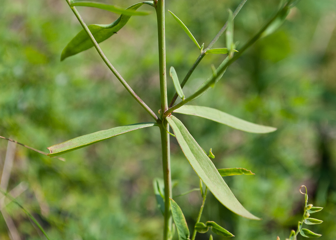 Изображение особи Linaria acutiloba.