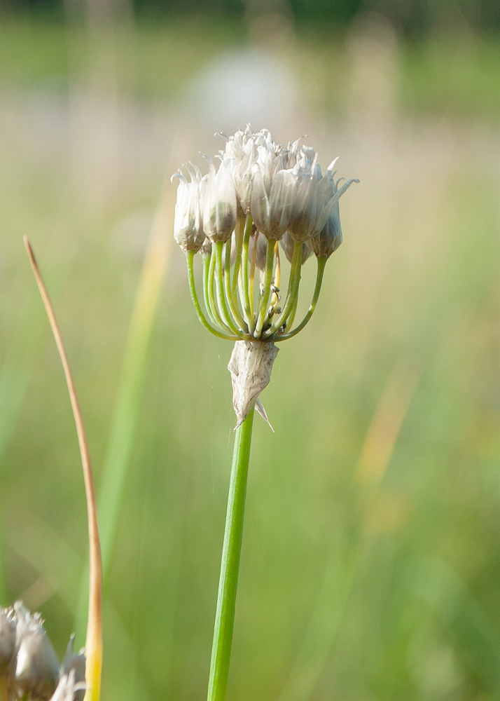 Image of Allium schoenoprasum specimen.