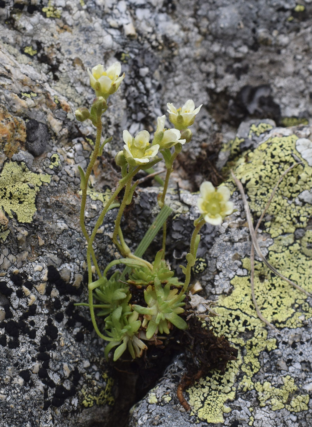 Image of Saxifraga moschata specimen.