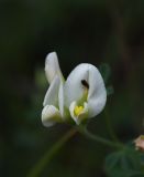 Image of taxon representative. Author is Александр Лебедев
