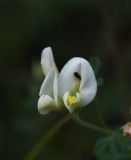 Medicago glutinosa. Цветки с кормящимся жуком. Чечня, Шаройский р-н, бассейн р. Цесиахк, долина левого притока ниже водопада, луг. 10 августа 2023 г.