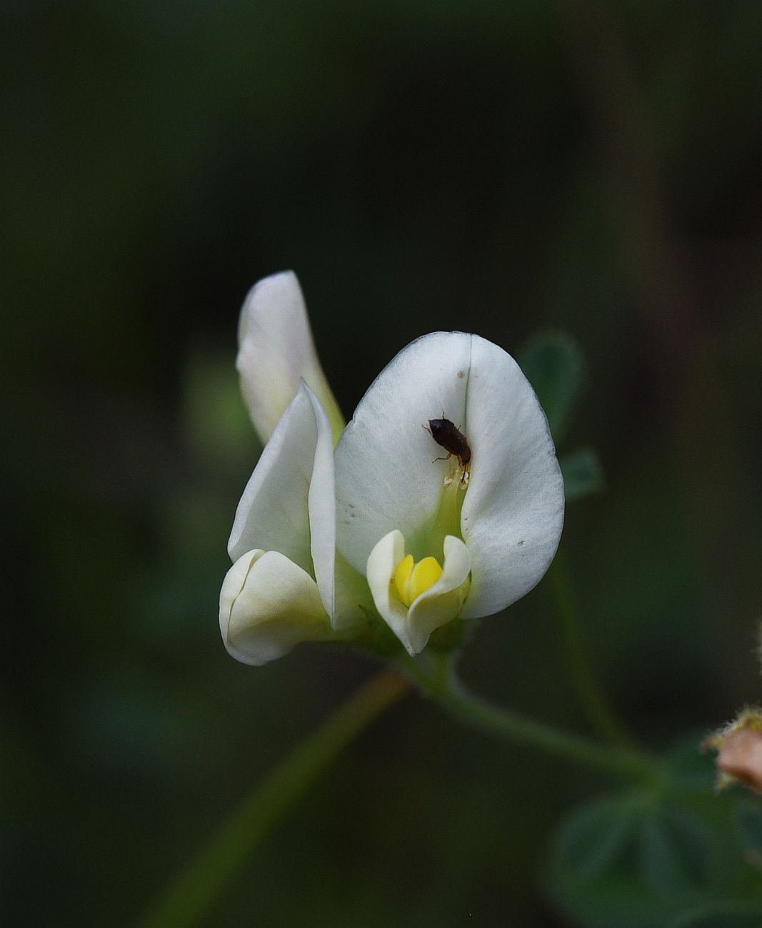 Изображение особи Medicago glutinosa.