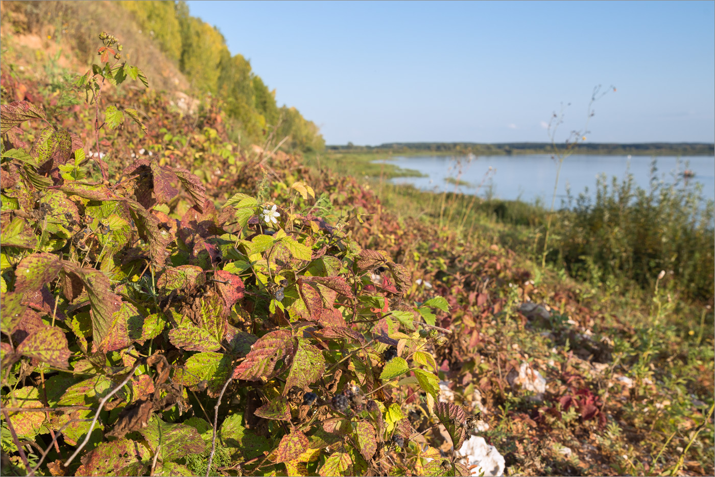 Изображение особи Rubus caesius.