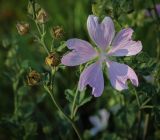 Malva thuringiaca. Верхушка цветущей и плодоносящей веточки. Пермский край, г. Пермь, Индустриальный р-н, разнотравный луг. 04.08.2023.