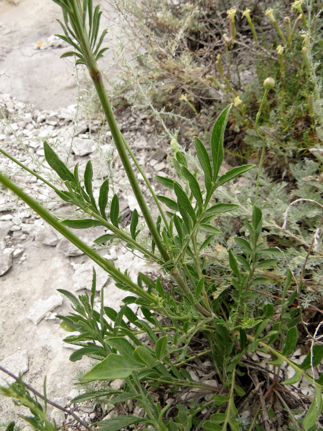 Изображение особи Cephalaria uralensis.