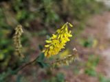 Melilotus officinalis. Соцветие. Краснодарский край, городской округ Сочи, Центральный р-н, Мамайский лесопарк, смешанный лес, обочина дороги. 12.09.2021.