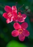 Jatropha integerrima