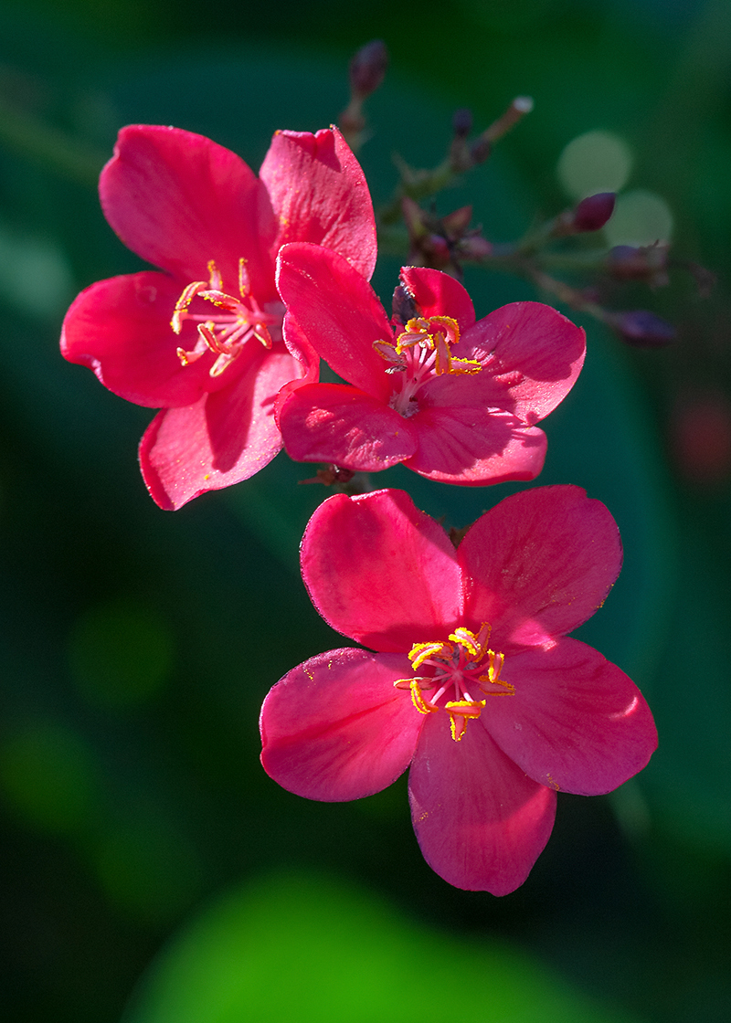 Изображение особи Jatropha integerrima.