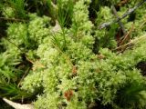 Sphagnum squarrosum. Верхушки гаметофитов, подсохшие на солнце (побеги с игловидными листьями – Polytrichum commune). Нижегородская обл., Ардатовский р-н, окр. станции Венец, болотистый сосново-пушистоберёзовый лес. 17.06.2020.