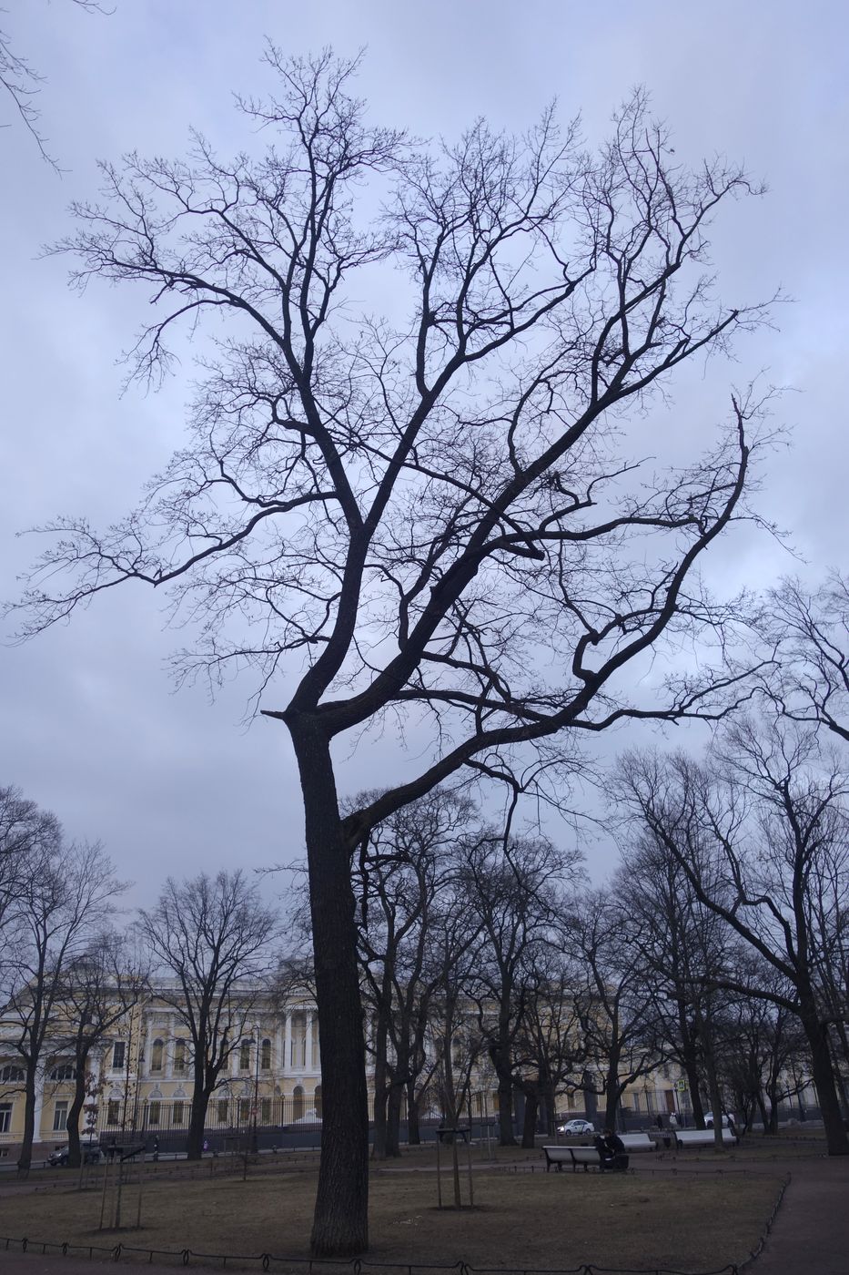 Image of Quercus robur specimen.