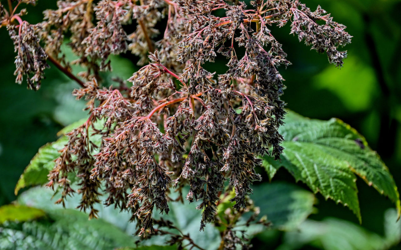 Изображение особи Filipendula camtschatica.